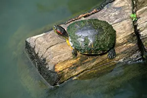 Louisiana Prints: Red-eared slider turtle, Louisiana, USA