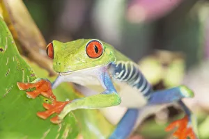 Red eyed tree frog (Agalychins callydrias), Sarapiqui, Costa Rica, Central America