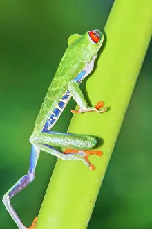 Skills Prints: Red eyed tree frog (Agalychins callydrias) climbing green stem, Sarapiqui, Costa Rica