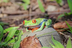 Rica Prints: Red eyed tree frog (Agalychins callydrias) sitting on a stone, Sarapiqui, Costa Rica