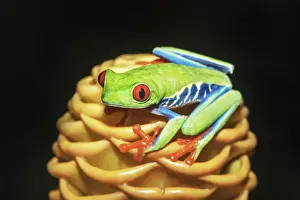 Red eyed tree frog (Agalychins callydrias) on yellow flower, Sarapiqui, Costa Rica
