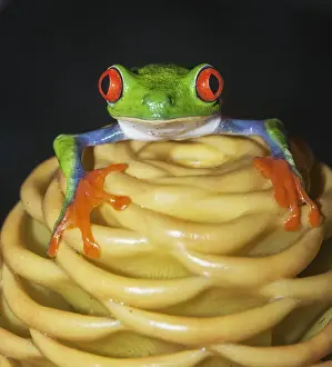 Red eyed tree frog (Agalychins callydrias) on yellow flower, Sarapiqui, Costa Rica