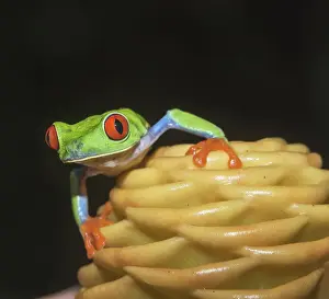 Red eyed tree frog (Agalychins callydrias) on yellow flower, Sarapiqui, Costa Rica