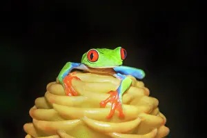 Time Prints: Red eyed tree frog (Agalychins callydrias) on yellow flower, Costa Rica