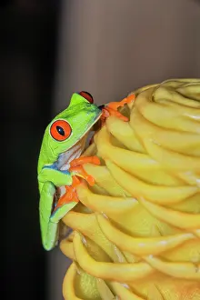 Rica Prints: Red eyed tree frog (Agalychins callydrias) on yellow flower, Costa Rica