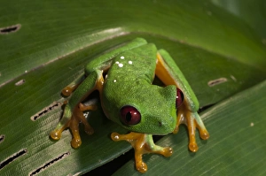 Red-eyed tree frog (Agalychnis callidryas), Manuel Antonio National Park, Costa Rica, Central America