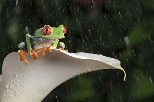 Red Eyed Tree Frog (Agalychnis Callidryas), captive, Colombia, South America