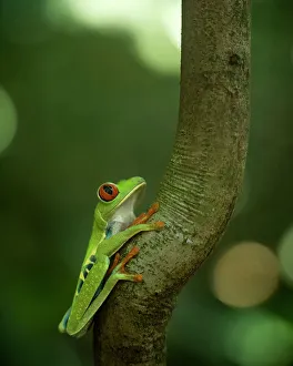 Sarapiqui Prints: Red-eyed tree frog (Agalychnis callidryas), Sarapiqui, Costa Rica, Central America