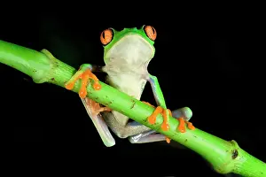 Rica Prints: Red-eyed tree frog (red-eyed leaf frog) (Agalychnis callidryas) on a branch, Costa Rica