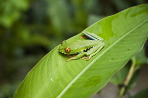Disguising Prints: Red eyed tree frog, Tortuguero National Park, Costa Rica