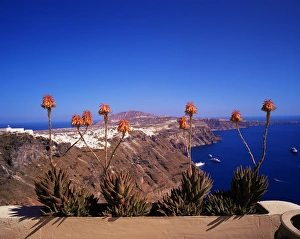 Outlook Prints: Red flowers and the Caldera
