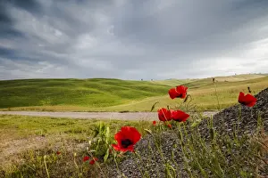 Red flowers and clouds frame the gentle green hills of Val d Orcia, UNESCO World Heritage Site