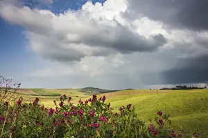 Crete Senesi Prints: Red flowers and rainbow frame the green hills and farmland of Crete Senesi (Senese Clays)