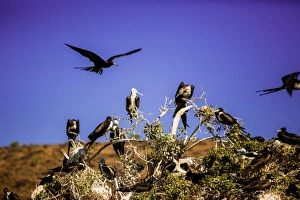 Red-footed boobie birds, Isla del Espiritu Santo, Baja California Sur, Mexico, North