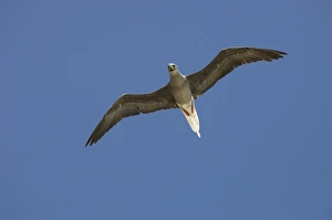 Bird Island Prints: Red-footed booby