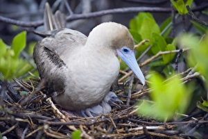 Isla Genovesa Prints: Red footed booby and chick, Isla Genovesa, Galapagos Islands, UNESCO World Heritage Site