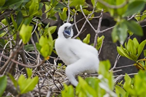 Red-footed booby chick (Sula sula), Genovesa Island, Galapagos Islands, UNESCO World Heritage Site, Ecuador, South America