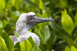 Baby Prints: Red-footed booby (Sula sula) chick