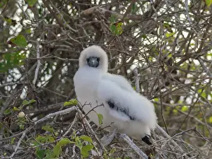 A red-footed booby (Sula sula) chick in a tree at Punta Pitt, San Cristobal Island, Galapagos Islands, UNESCO World Heritage Site, Ecuador, South America