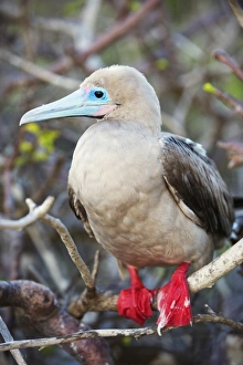Red footed booby (sula sula), Isla Genovesa, Galapagos Islands, UNESCO World Heritage Site