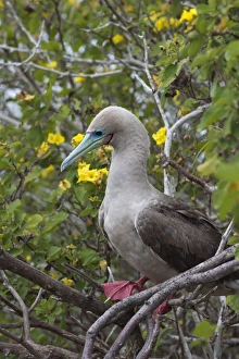 Booby Prints: Red footed booby (Sula sula) in red mangrove