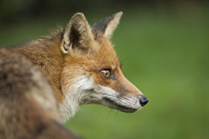 Red fox head portrait, Suffolk, England, United Kingdom, Europe