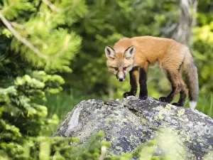 Grand Teton Prints: Red fox kit (Vulpes vulpes), about two months old near its den at Leigh Lake, Grand