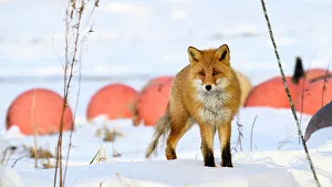 Hokkaido Prints: Red Fox, Nutsuke Peninsula, Hokkaido, Japan, Asia