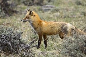 Red fox (Vulpes fulva)