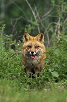 Anticipation Prints: Red fox (Vulpes fulva)