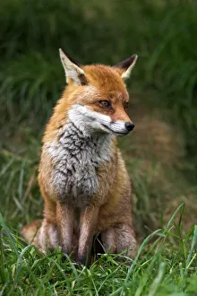 Rural Location Prints: Red fox, Vulpes vulpes, captive, United Kingdom, Europe