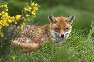 Seated Prints: Red fox, Vulpes vulpes, captive, United Kingdom, Europe