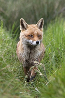 Red fox (Vulpes vulpes) captive, United Kingdom, Europe