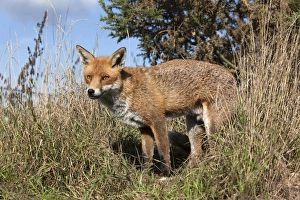Images Dated 13th October 2009: Red fox (Vulpes vulpes) in captivity, United Kingdom, Europe