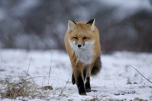 Images Dated 6th November 2005: Red fox, Vulpes vulpes, Churchill, Manitoba, Canada, North America