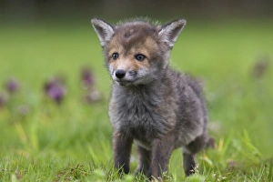 Images Dated 4th May 2008: Red fox (Vulpes vulpes) cub, in wildflowers, captive, United Kingdom, Europe