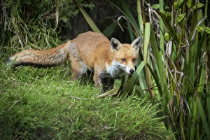 Concentration Prints: Red fox (Vulpes vulpes), Devon, England, United Kingdom, Europe