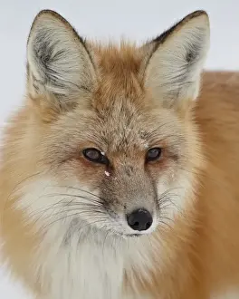 Differential Focus Prints: Red fox (Vulpes vulpes) in the snow