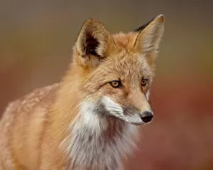 Red fox (Vulpes vulpes) (Vulpes fulva), Denali National Park and Preserve