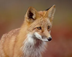 Images Dated 26th August 2009: Red fox (Vulpes vulpes) (Vulpes fulva), Denali National Park and Preserve