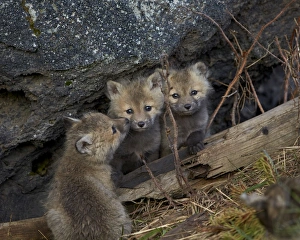 Immature Prints: Red Fox (Vulpes vulpes or Vulpes fulva) kits, Yellowstone National Park, Wyoming