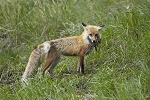 Vulpes Fulva Prints: Red Fox (Vulpes vulpes) (Vulpes fulva) with prey