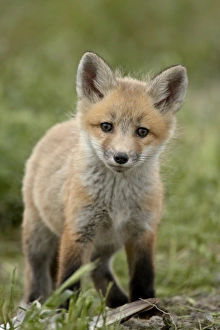 Images Dated 13th February 2009: Red fox (Vulpes vulpes) (Vulpes fulva) pup, Bear River Migratory Bird Refuge