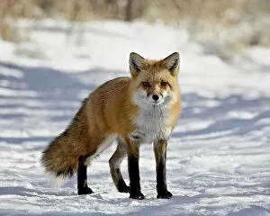Red Fox (Vulpes vulpes or Vulpes fulva) in the snow, Prospect Park, Wheatridge