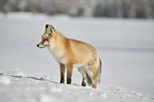 Red fox (Vulpes vulpes) (Vulpes fulva) in the snow in winter, Grand Teton National Park