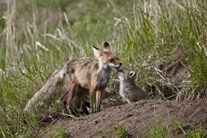 Vulpes Fulva Prints: Red Fox (Vulpes vulpes) (Vulpes fulva) vixen and kit