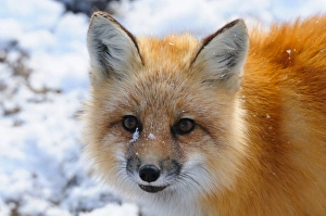 Manitoba Prints: Red fox, Wapusk National Park, Manitoba, Canada, North America