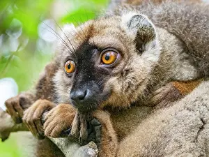 Endangered Prints: Red-fronted brown lemur resting on Lemur Island at daytime under natural light in Madagascar
