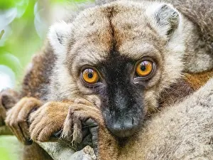 Portrait Prints: Red-fronted brown lemur resting quietly in the forest of Madagascar during a warm day