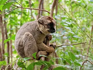Endangered Prints: Red-fronted brown lemur rests on a branch in Lemur Island habitat in Madagascar during a sunny day
